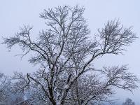 Neuschnee auf einem ausladenden Baum